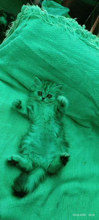 Британец котенок