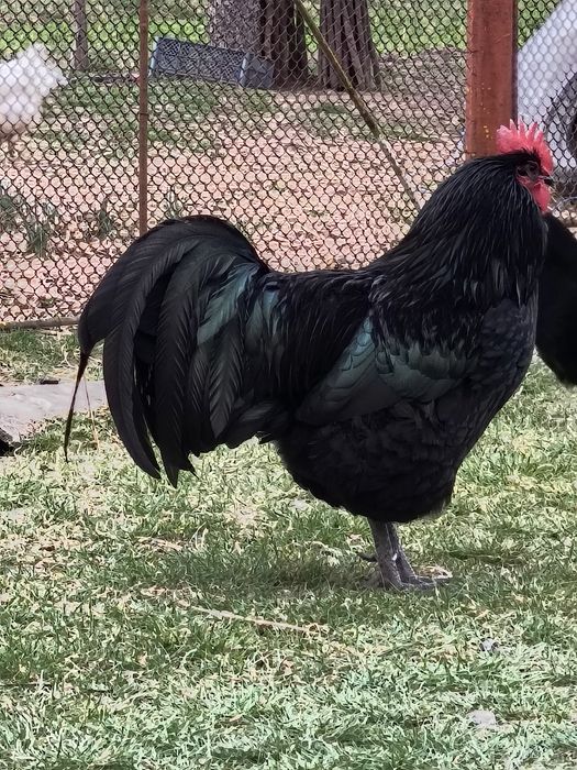 Cloșcă Australorp cu 9 pui de 1 săptămână.