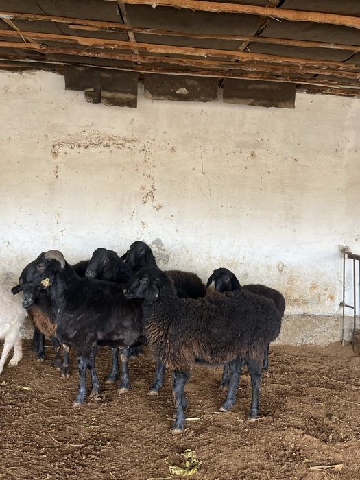 қошқарлар арзан бағада