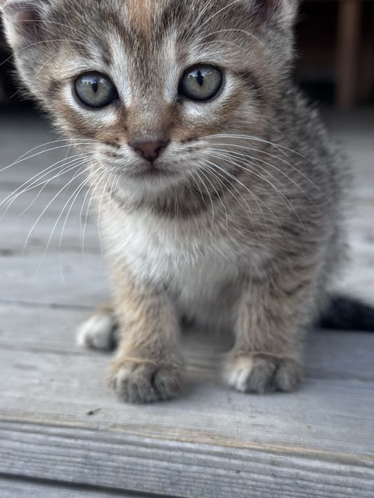 Котята 1 месяц в добрые руки