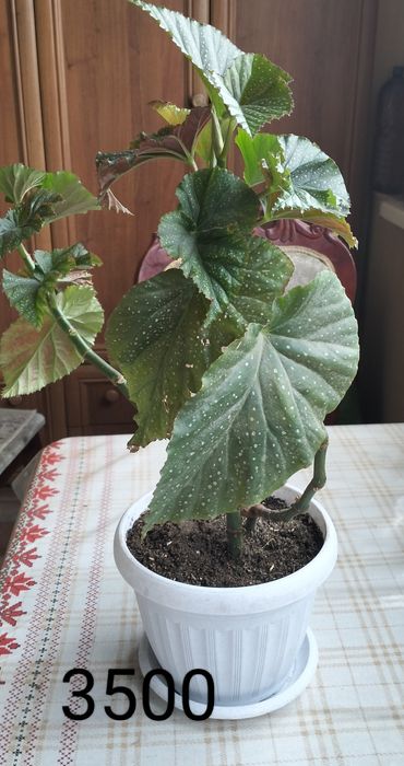 Цветочки для Вас