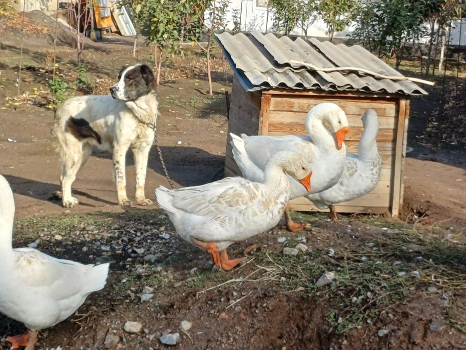 Продам гуси молодые