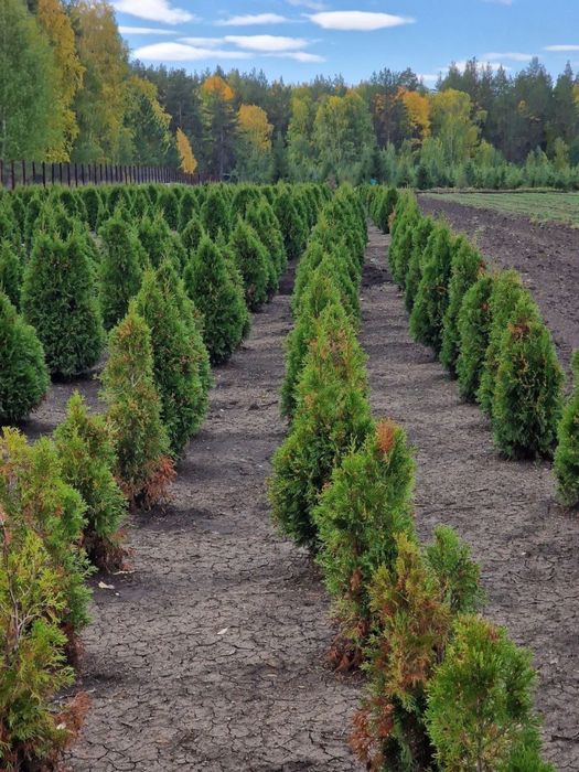 Саженцы с питомника