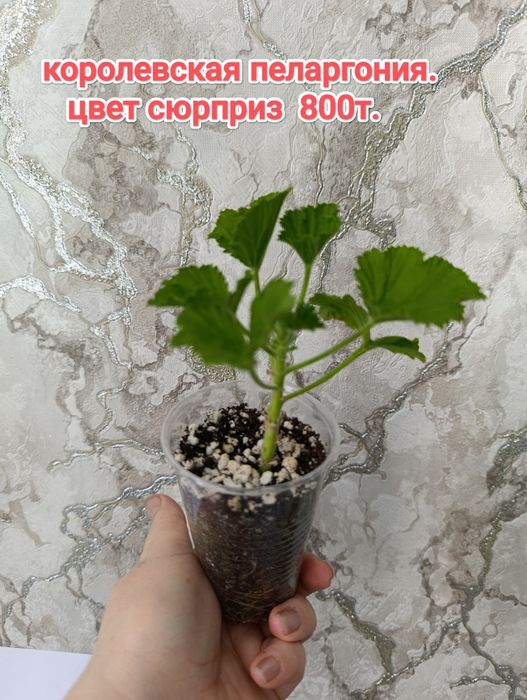 Пеларгония -герань