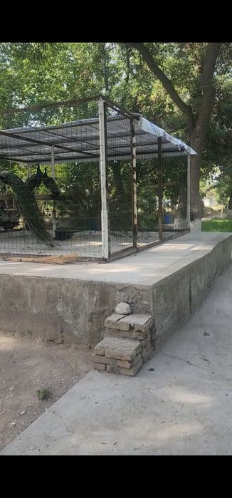 Tovuslar sotiladi 4 dona nar 2 dona moda.