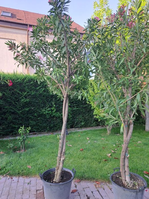 Дърво розов олеандър с височина 270 см.
