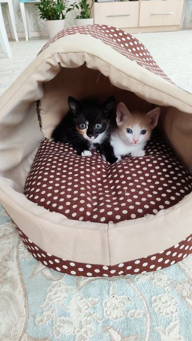 Продам котят в хорошие руки.