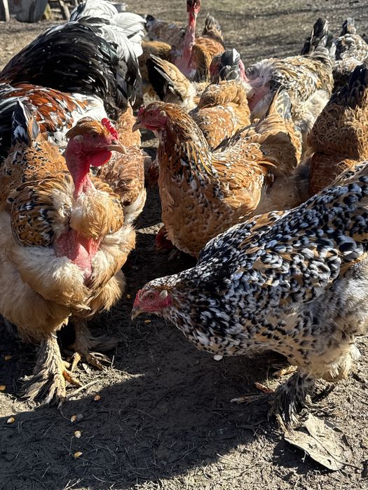 Oua de incubat gaini brahma