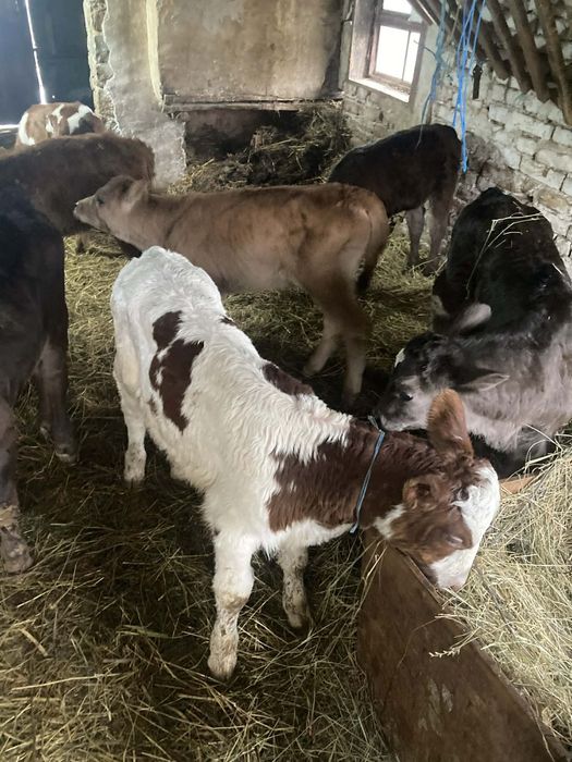 Продавам шест мъжки месодаини  телета