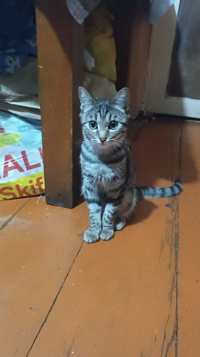 Отдам котёнка в добрые руки