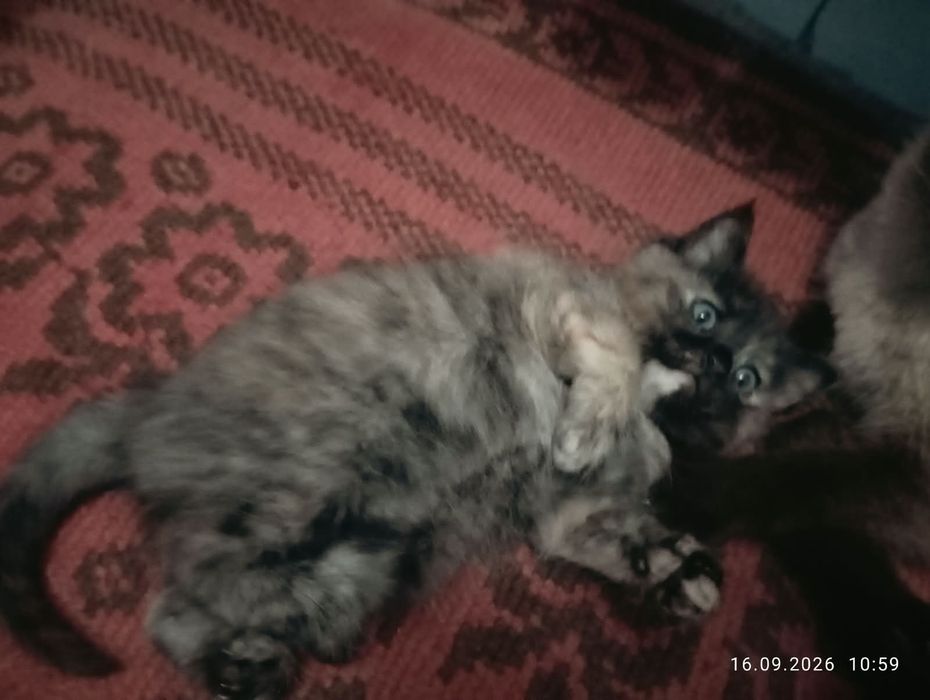 Котенок мальчик месячный