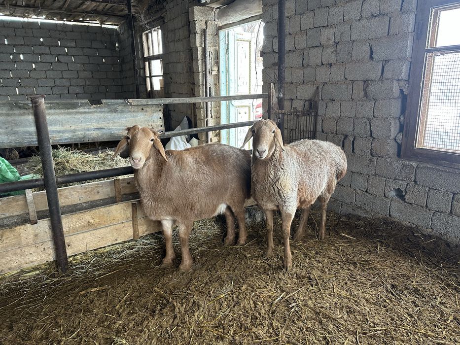 Qoy Arashan sovliqla