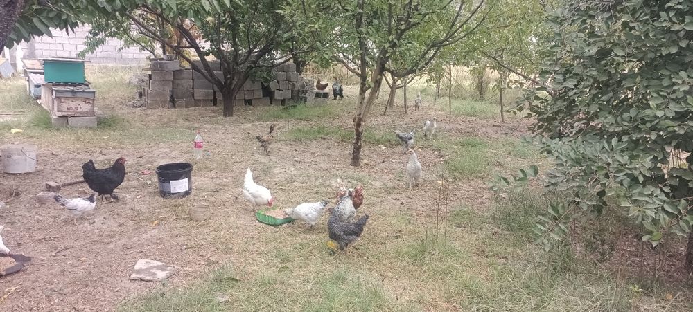 Куры 28 шт куры петух и 3 х месяцный куры общ отдам за 40000 тенге