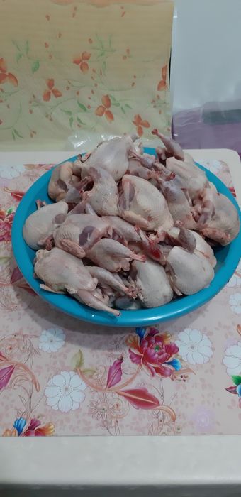 Oua de prepelita proaspete