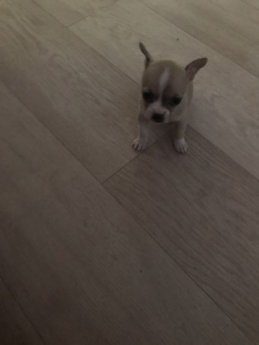 Щенки чихуахуа девочка и мальчик