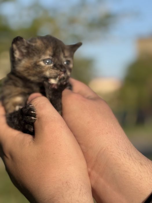 Котята Аксу бесплатно