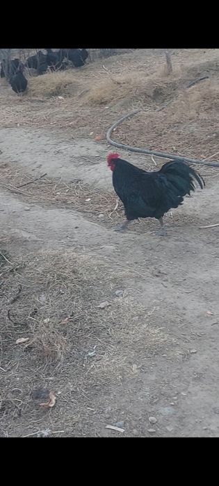 Австралоп 1 шт кораз