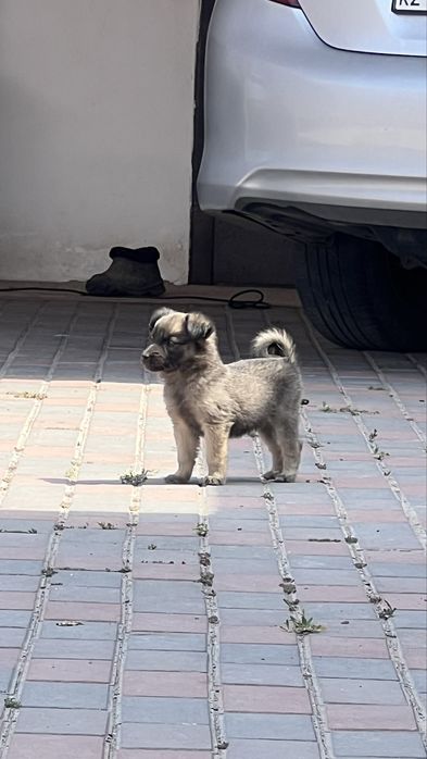 Отдам в хорошие руки шенят