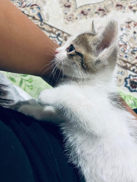 Отдам дам кошки бесплатно