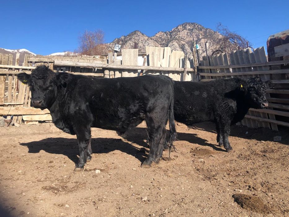 Продам Ангус быков