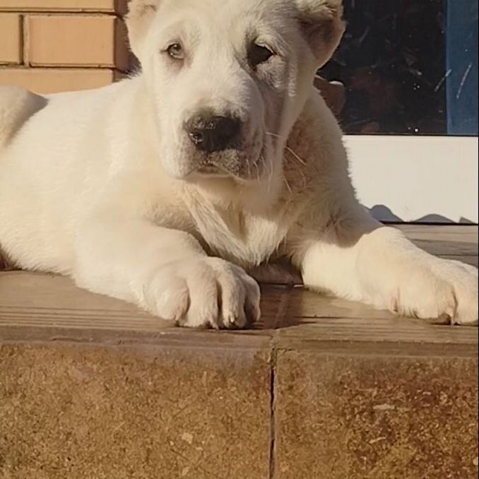 Продается шенок алабая