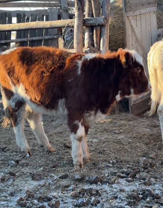 Продам телку и бычка