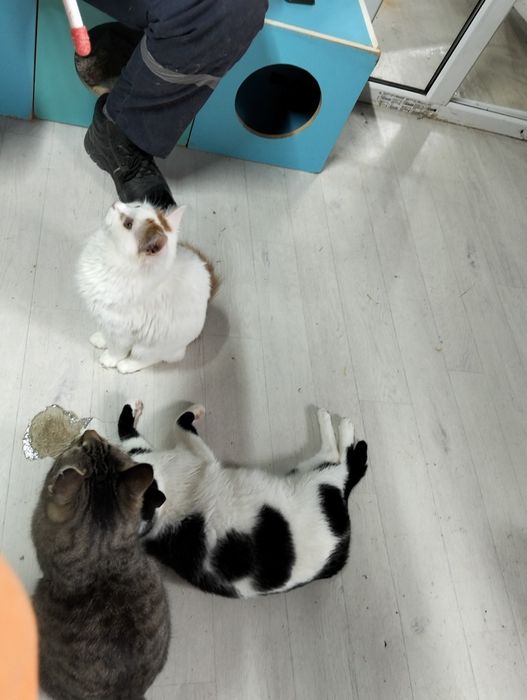 Чудо котятки красавчики