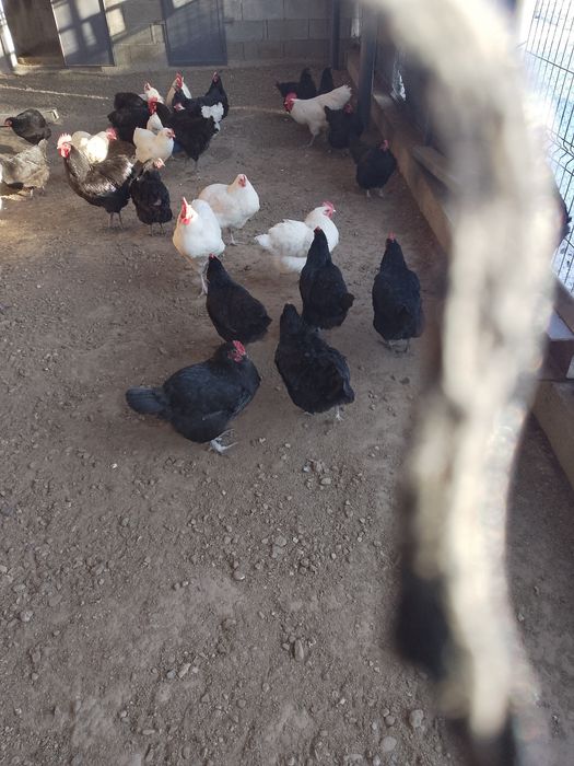 Cucoș și puicuțe de vânzare