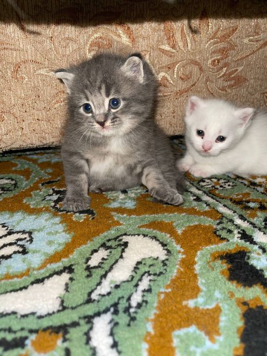 Котята скотиш страйт