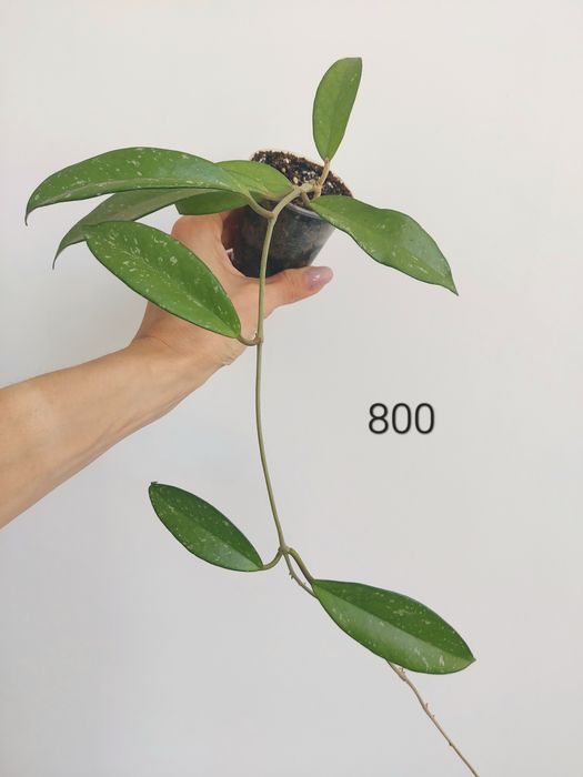 Продам разные  хотите и сциндапсусы