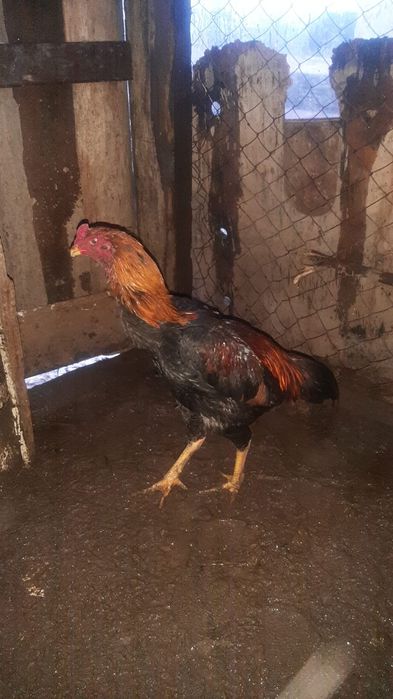 Дакан бойцовский шоже