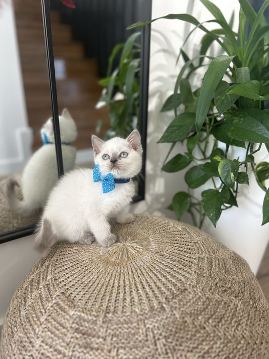 British shorthair white alb