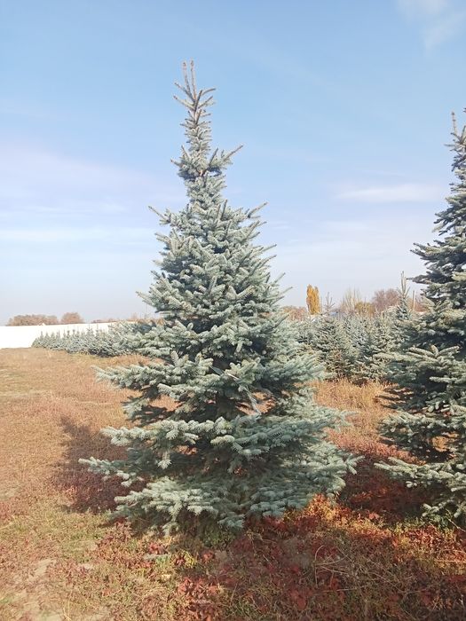 Голубые ёлки крупномер