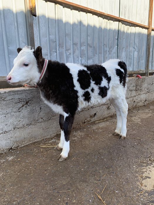 Ұрғашы бұзау бар