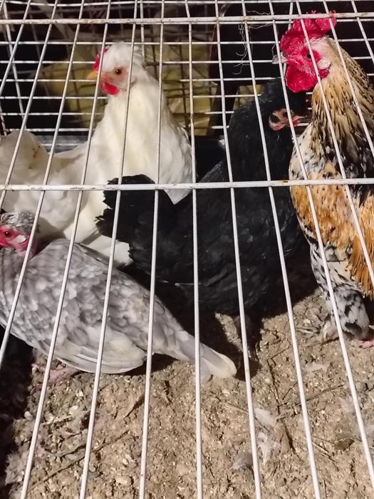Vănd 3 găinuțe și 1 cocoșel iopane
