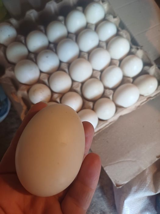 Продам яйцо утиное