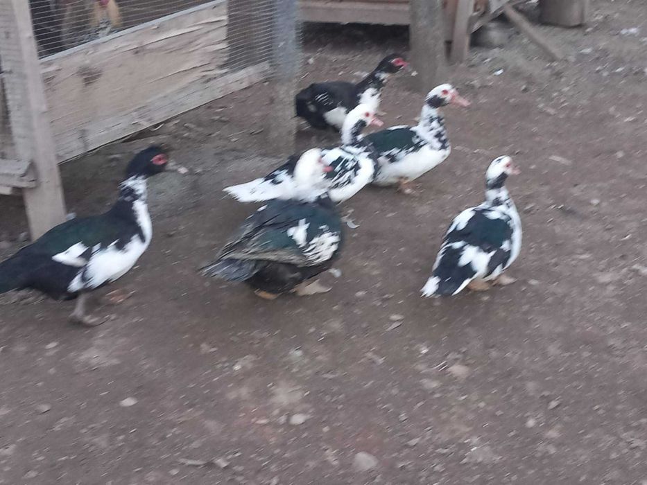 Gaste romanesti de vanzare