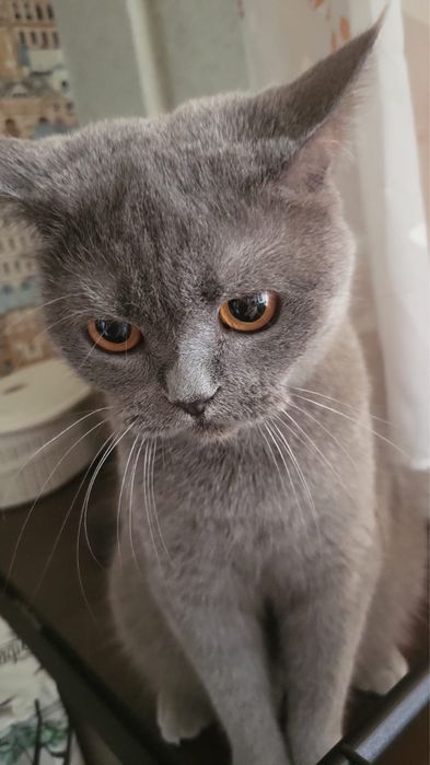 Отдам в добрые руки
