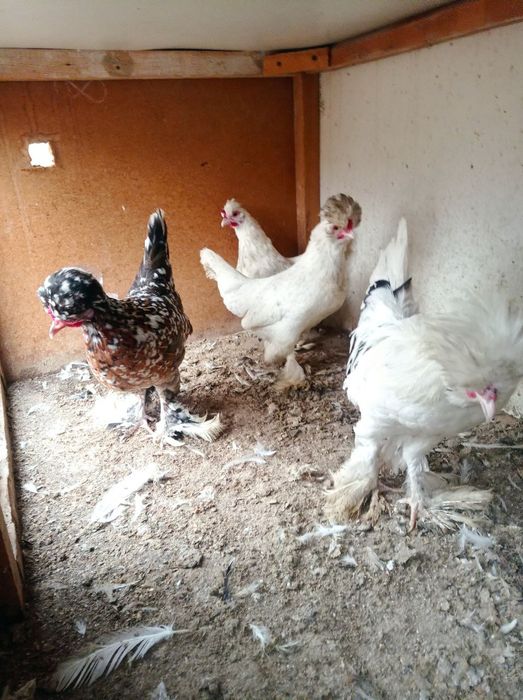 Карис японлар сотилади