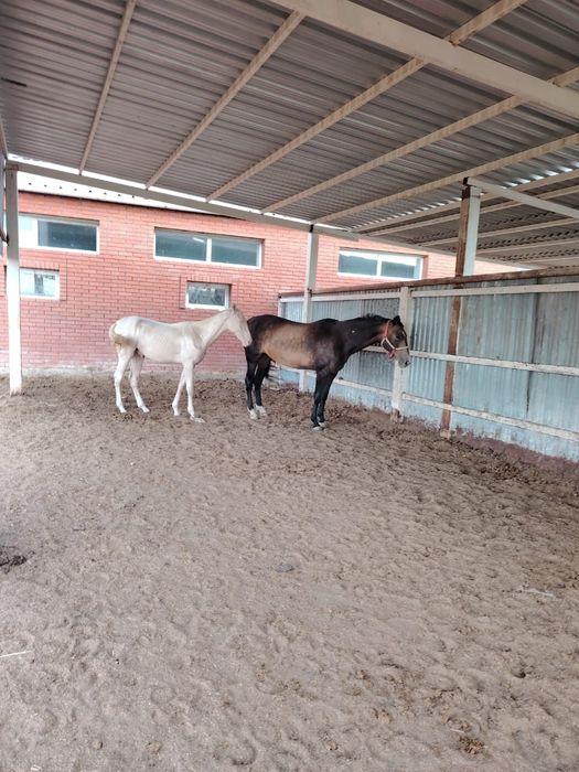 Ахалтекинская кобыла ,жеребец