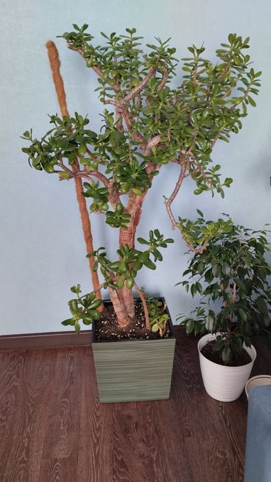 Ростки денежного дерева толстянки