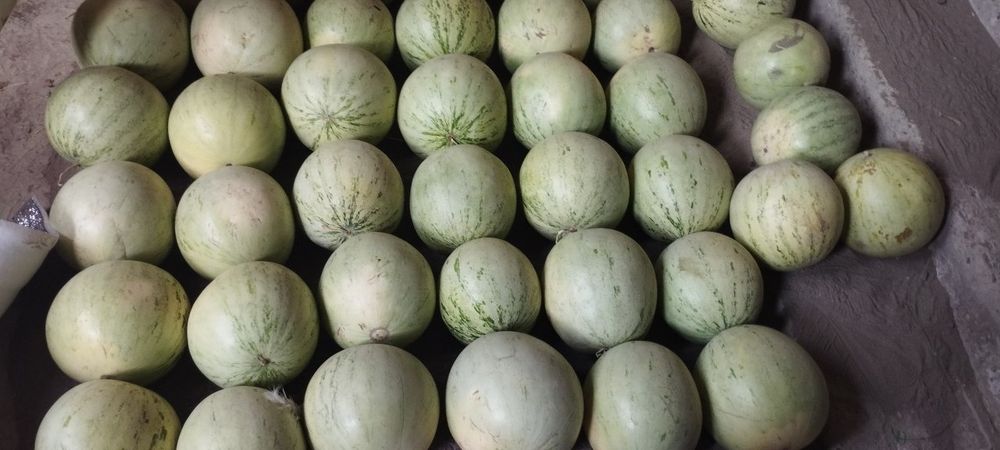 Аччик тарвуз ва уруги сотилади. Оптом нархларда