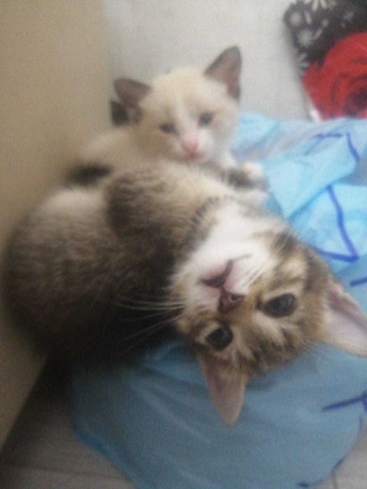 Красивые котята в подарок