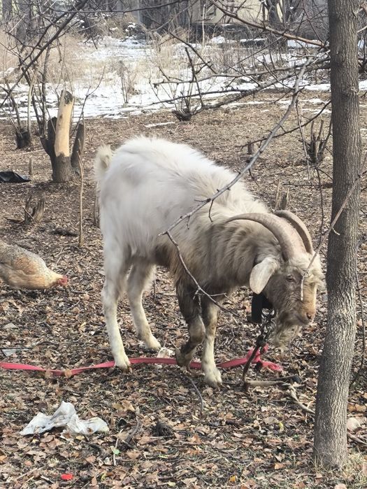 Теке сатамын. Серке емес пишилмеген