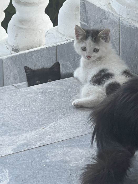 Котята в хорошие руки