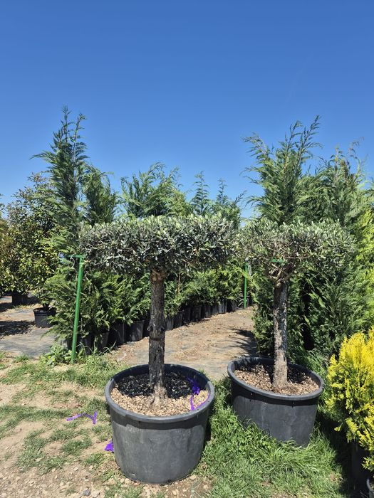 Plante exotice la ghiveci