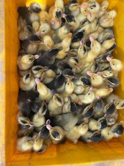 Goz Ordak jojalari feremer xojaligi