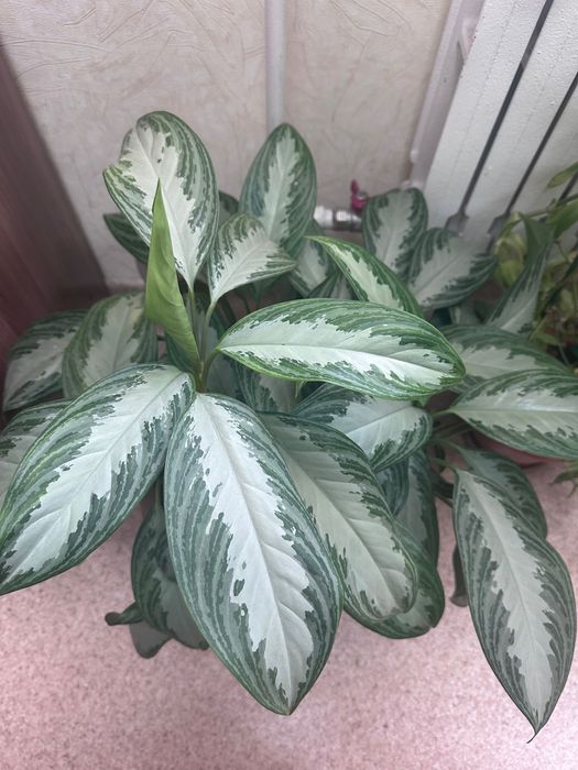 Цветы домашние или для офиса