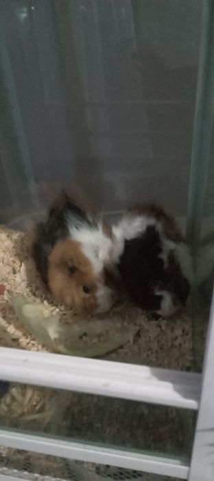 Продаются хомяки