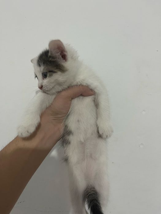 прямоухие кошки